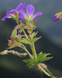 Woodland Geranium