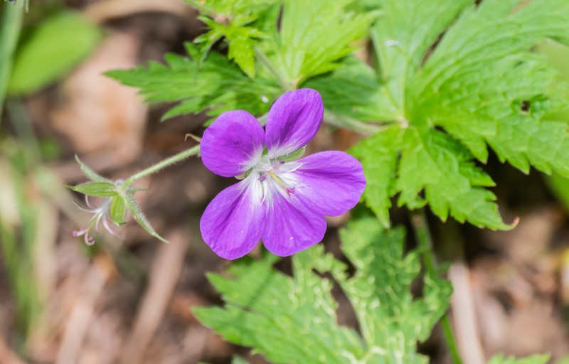 Woodland Geranium photo 2
