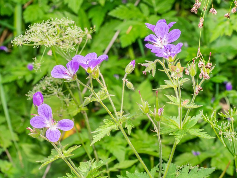 Woodland Geranium photo 3