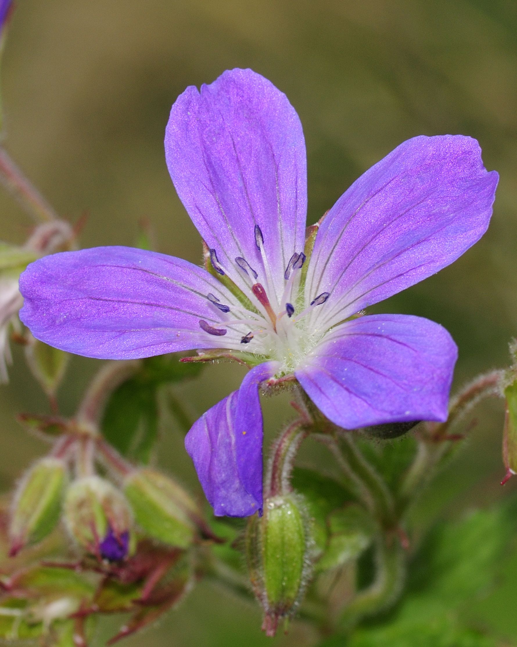 Woodland Geranium photo 5