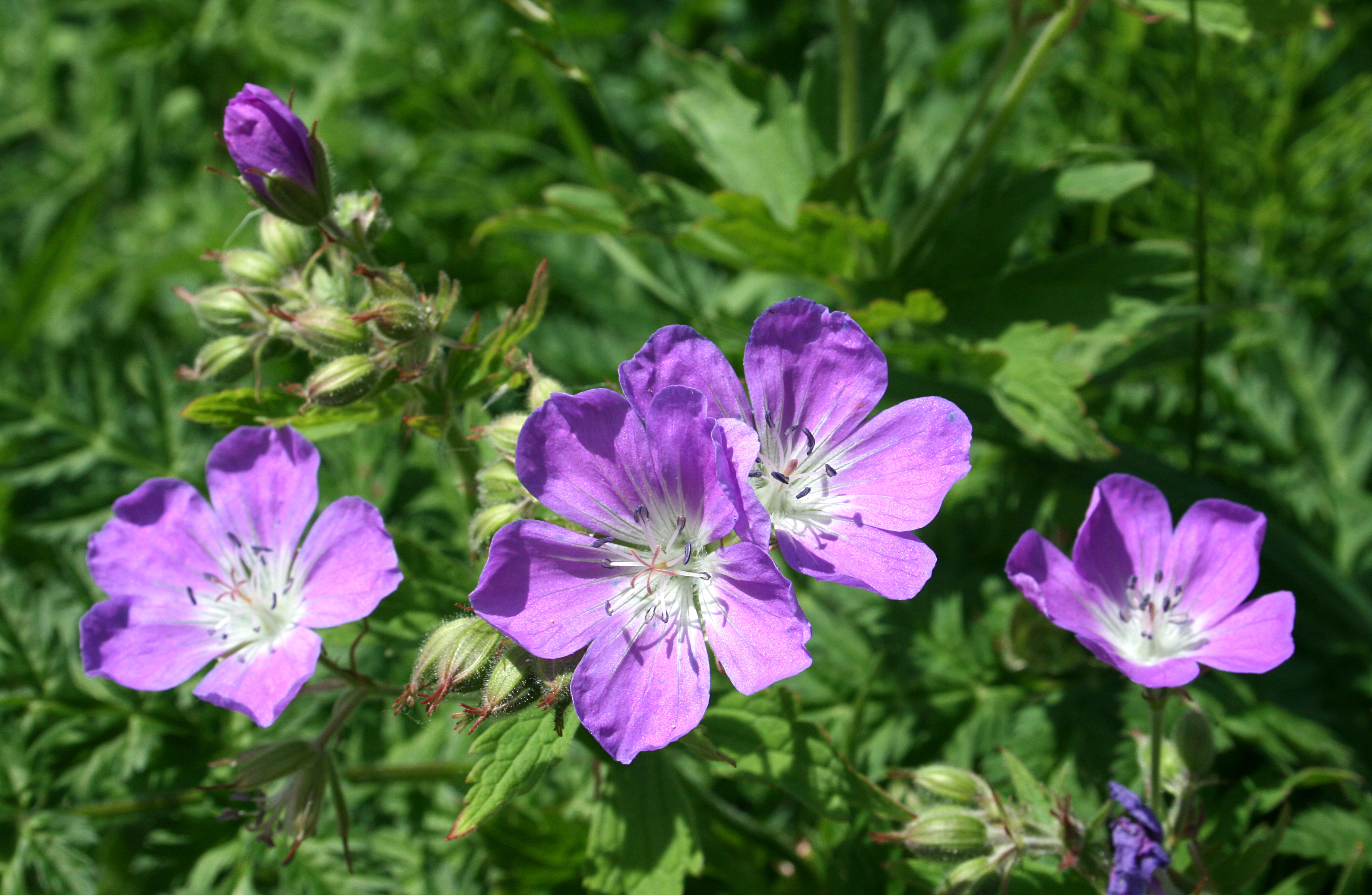Woodland Geranium photo 6