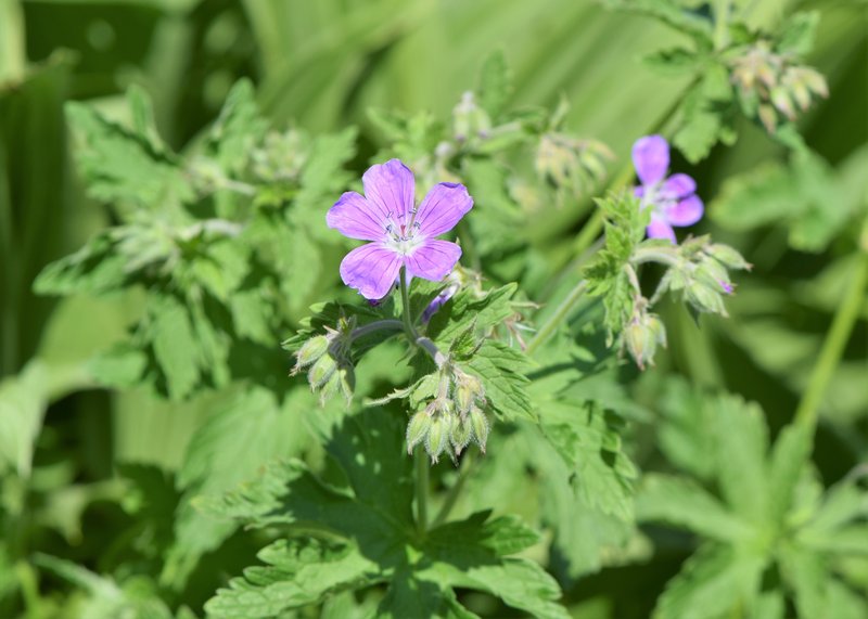 Woodland Geranium photo 7