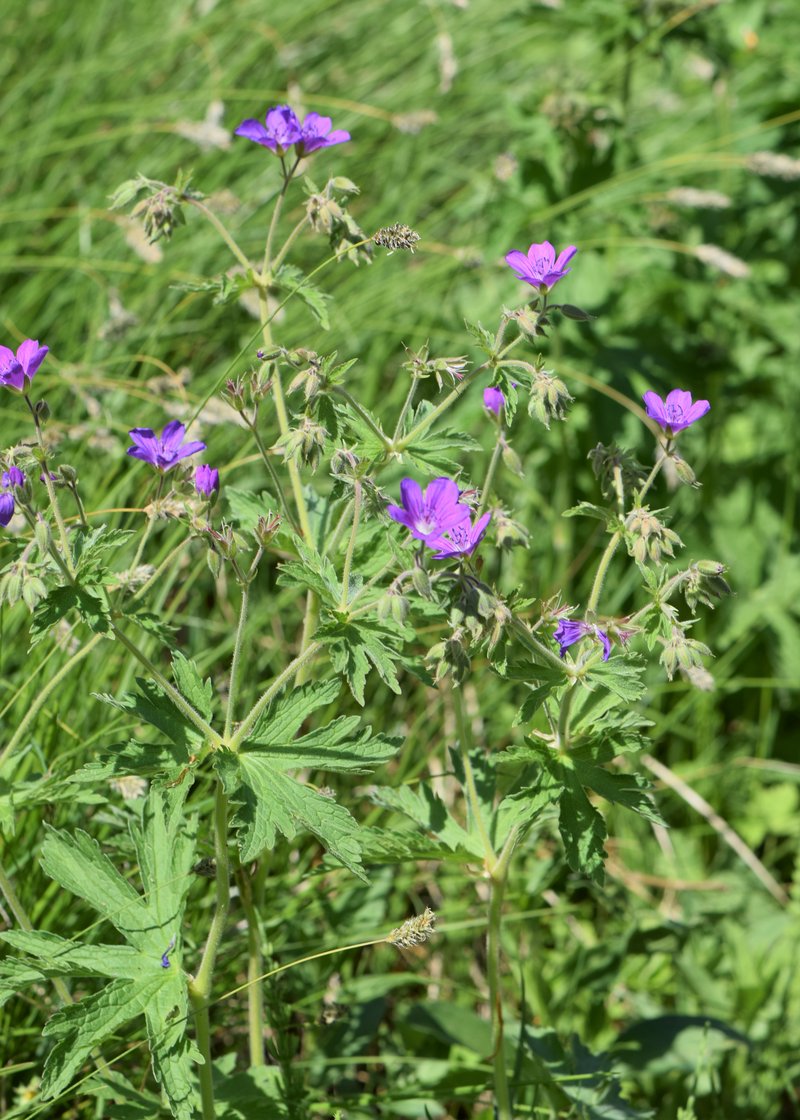 Woodland Geranium photo 8