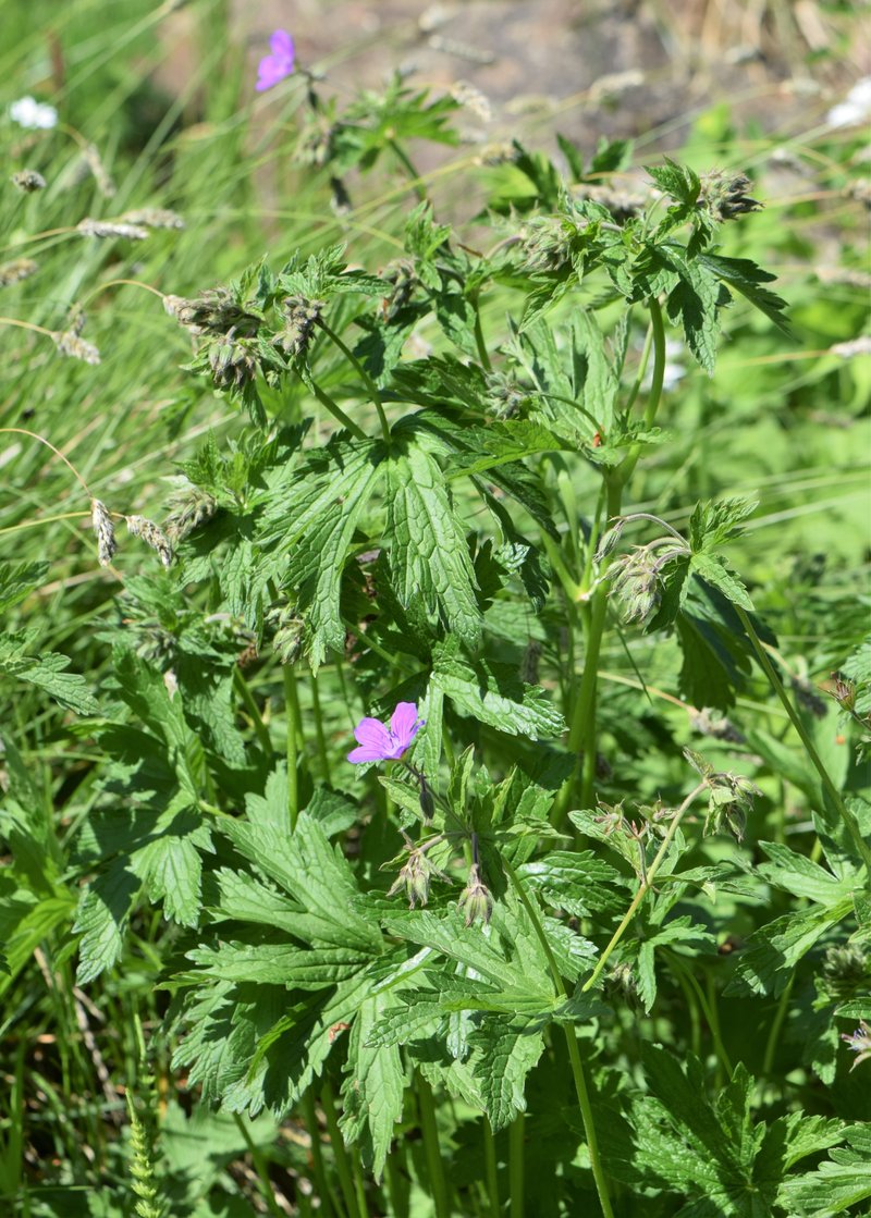 Woodland Geranium photo 9