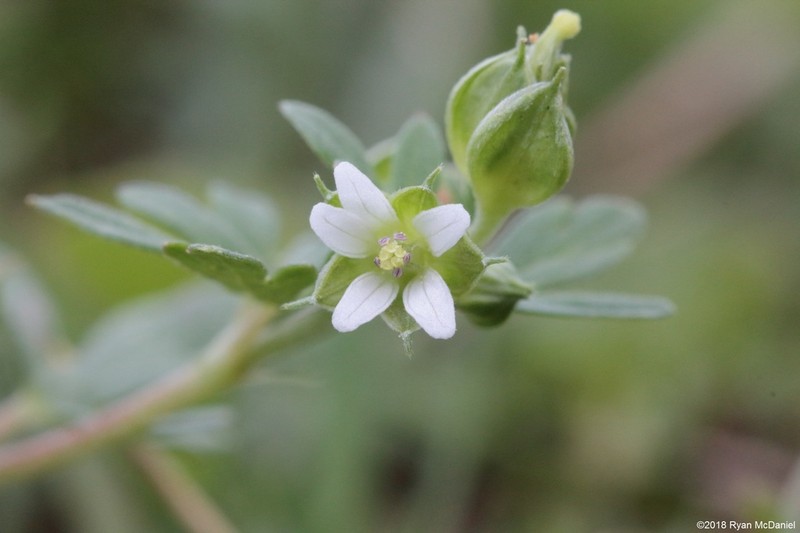 Texas Geranium