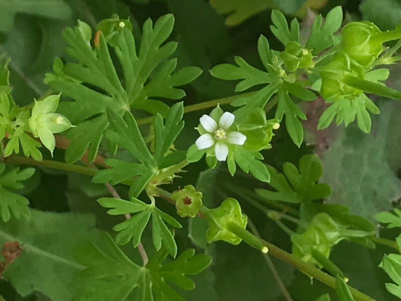 Texas Geranium photo 2