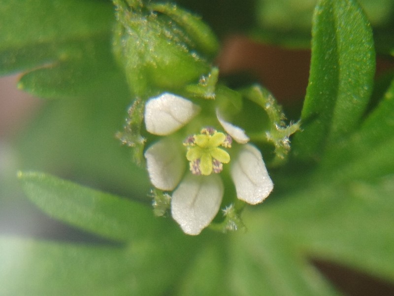 Texas Geranium photo 4