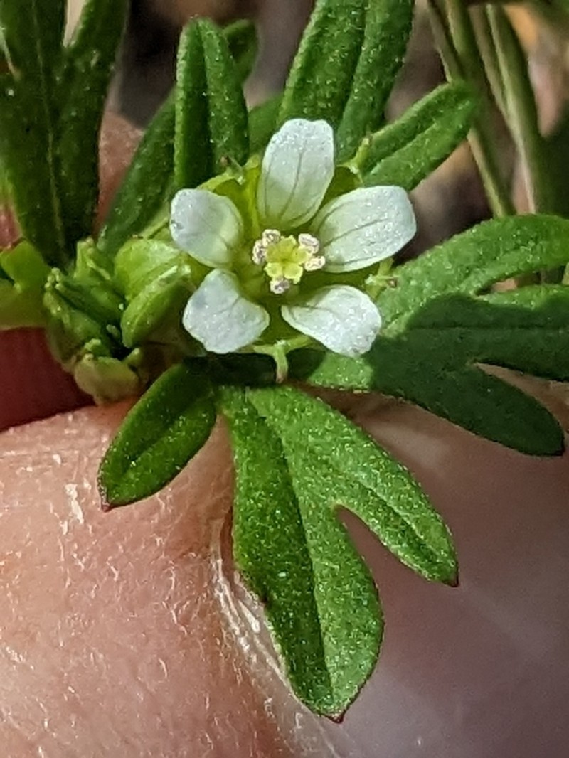 Texas Geranium photo 5