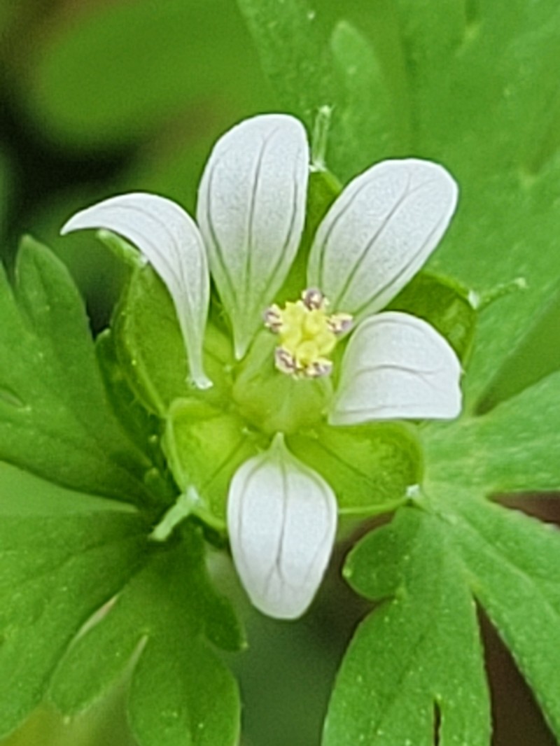 Texas Geranium photo 7