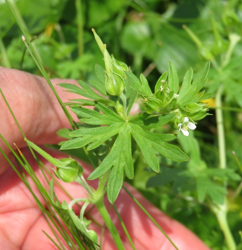 Texas Geranium photo 8