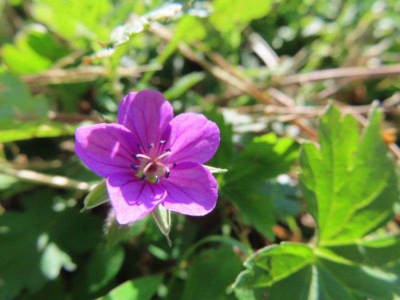 Thunberg's Geranium photo 4