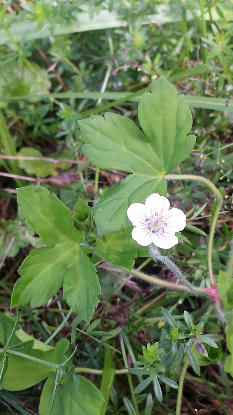 Thunberg's Geranium photo 5