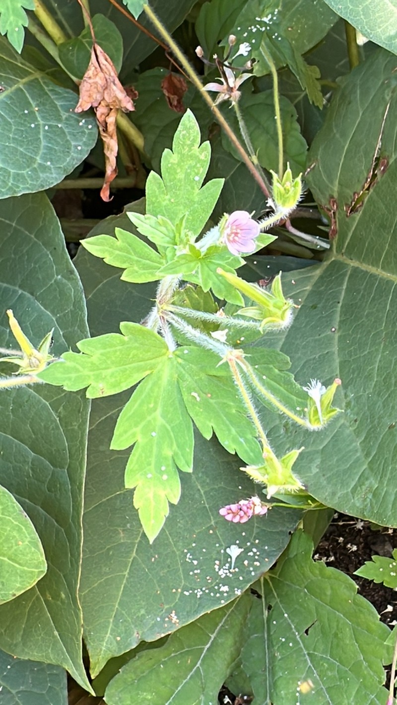 Thunberg's Geranium photo 6