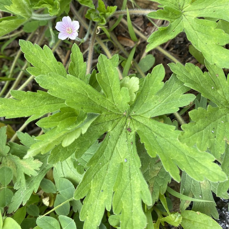 Thunberg's Geranium photo 7