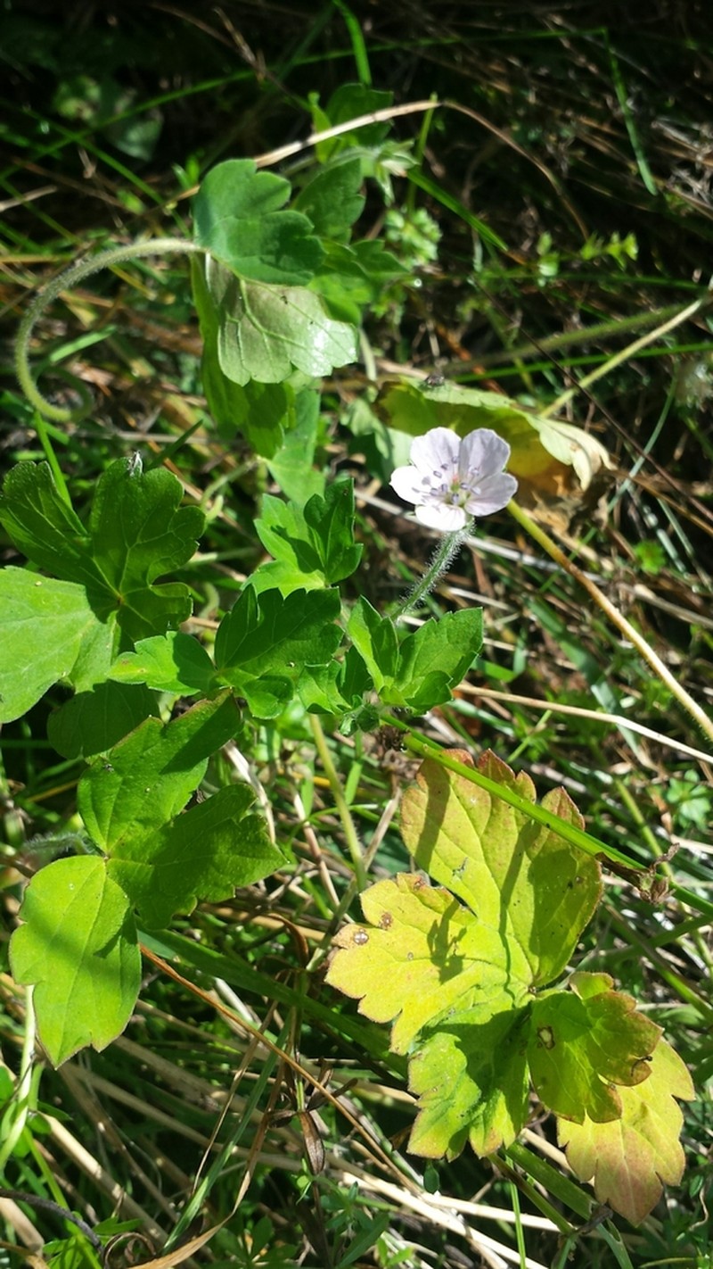 Thunberg's Geranium photo 8
