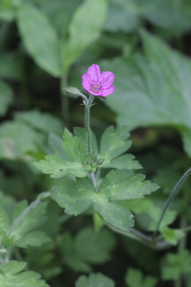 Thunberg's Geranium