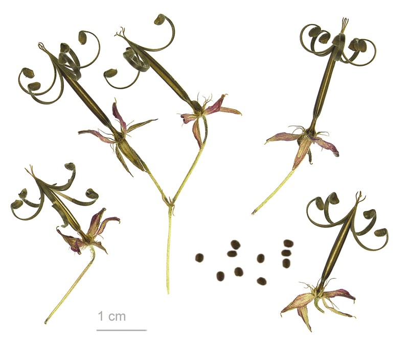 Thunberg's Geranium photo 2