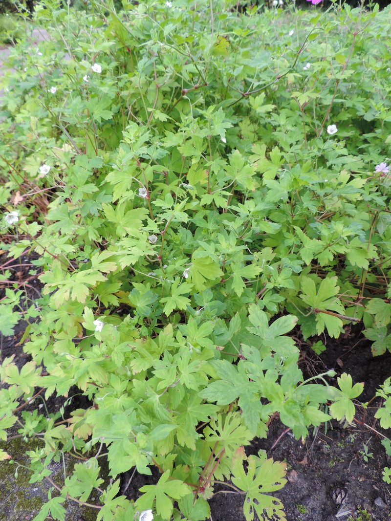 Thunberg's Geranium photo 3