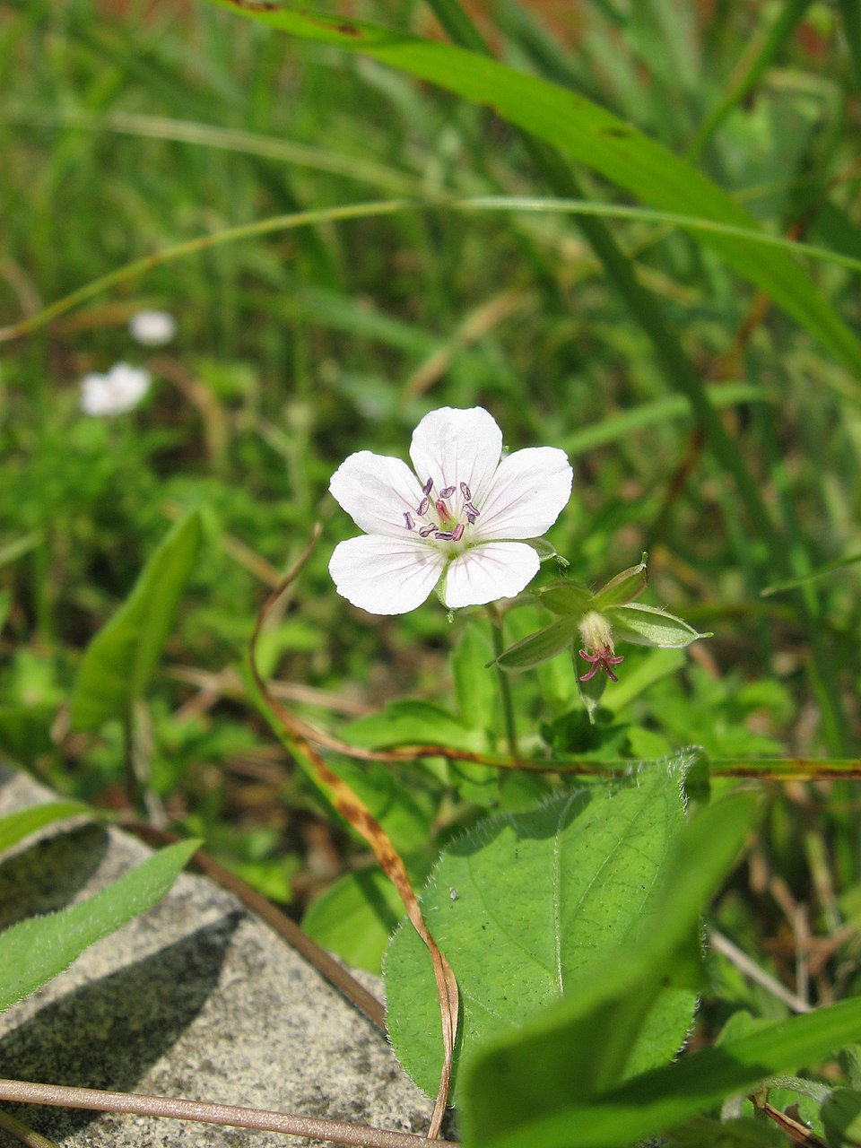 Thunberg's Geranium photo 5