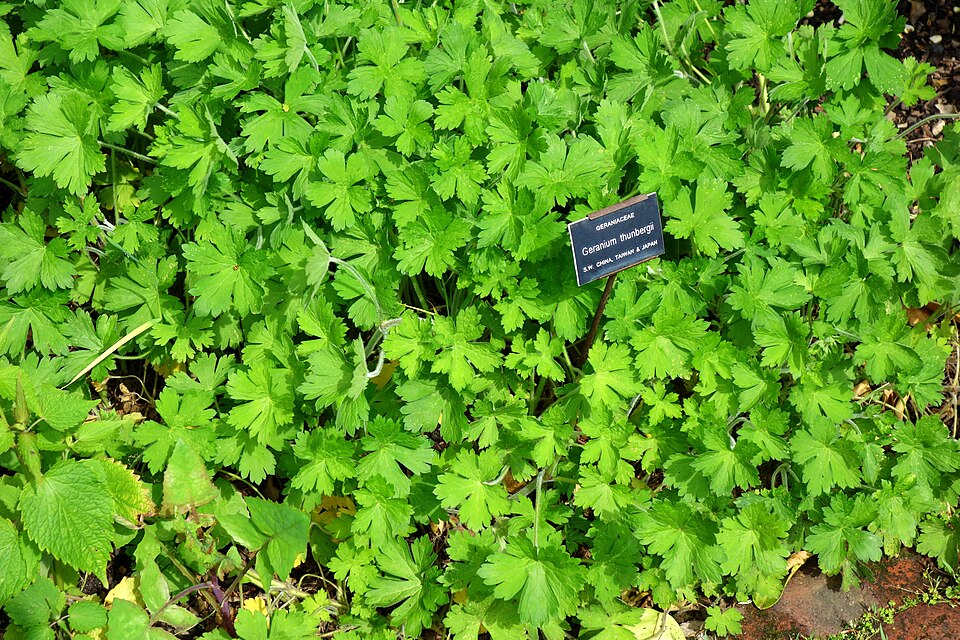 Thunberg's Geranium photo 6