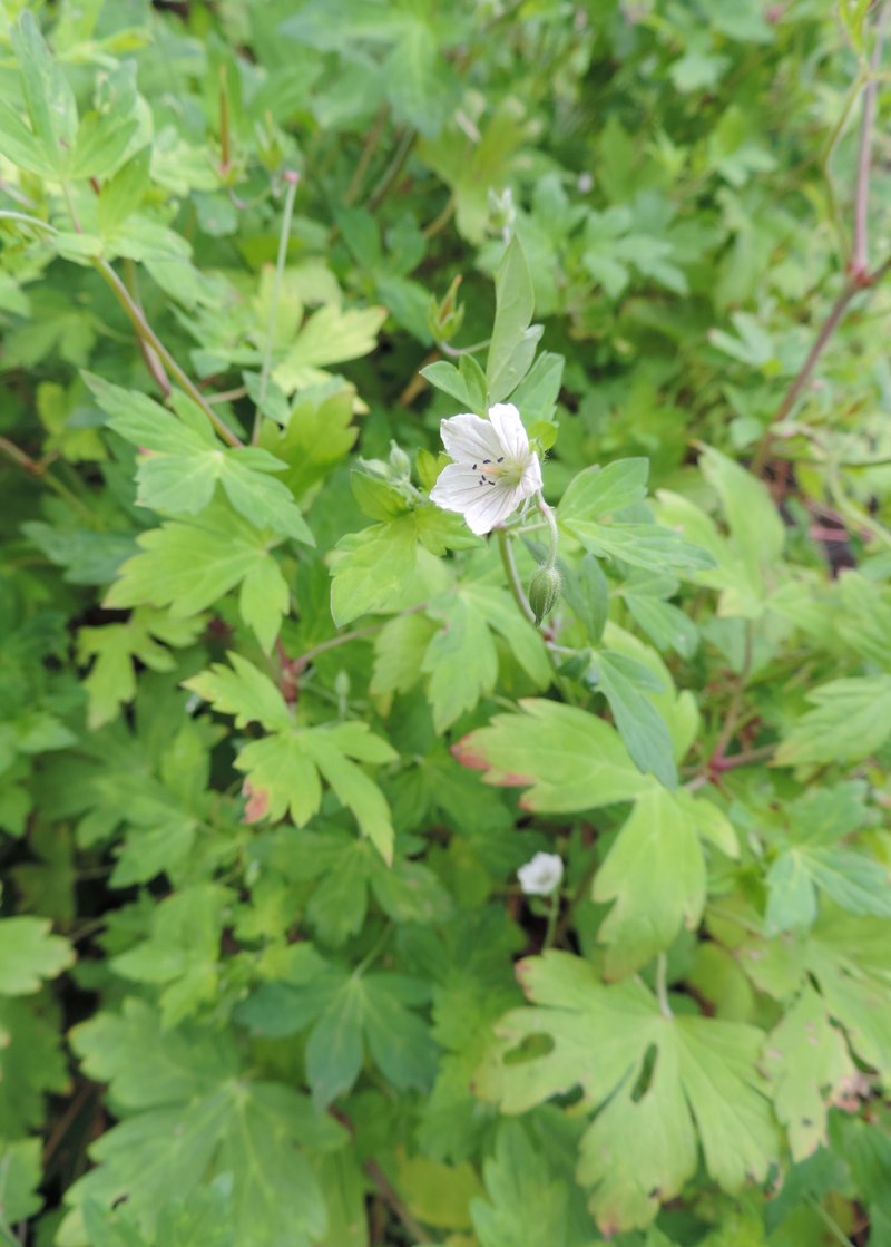 Thunberg's Geranium photo 7