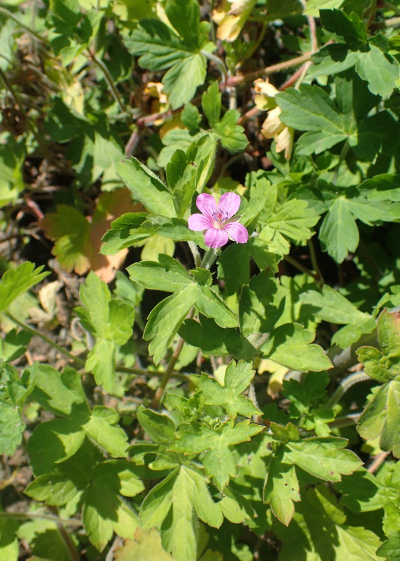 Thunberg's Geranium photo 8