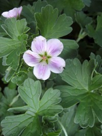 Cranesbill