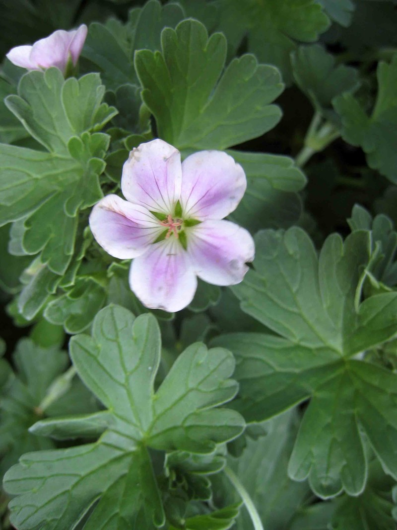 Cranesbill