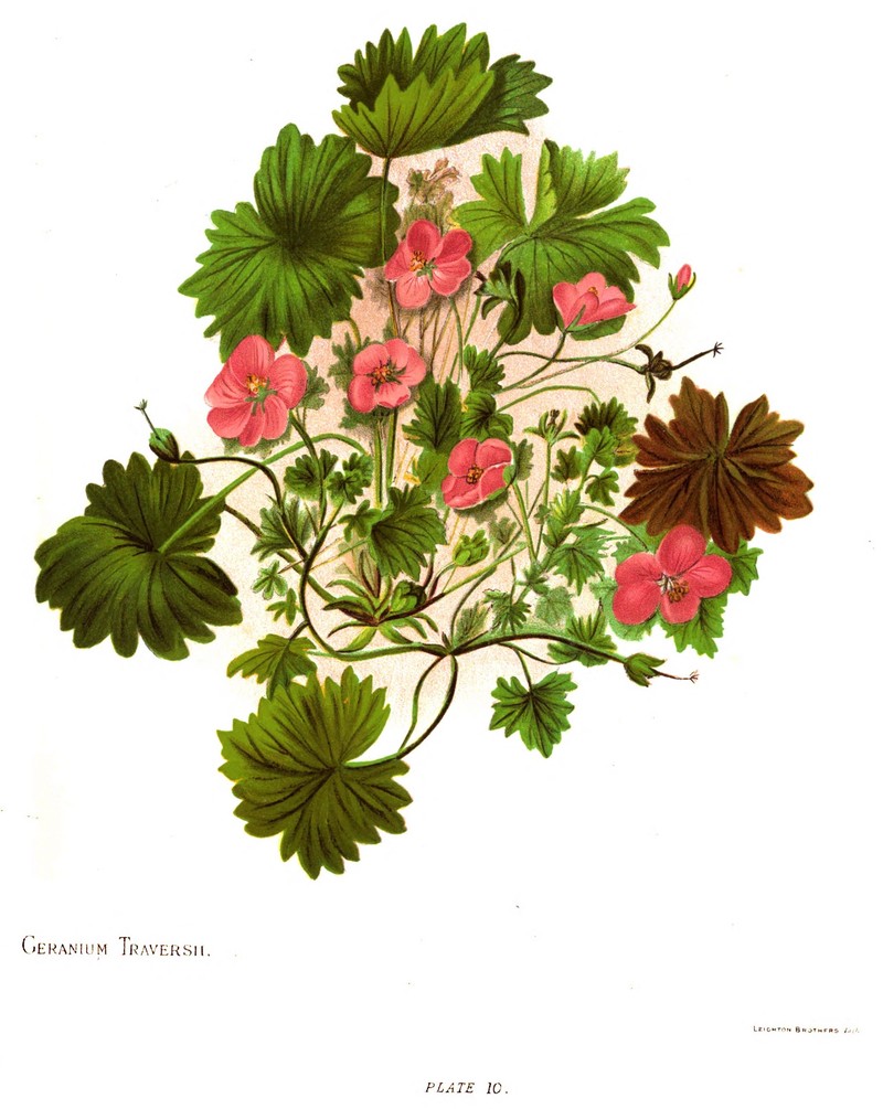 Cranesbill photo 2
