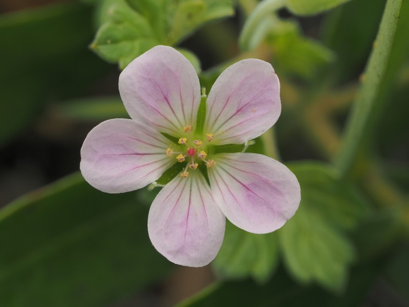 Cranesbill photo 3
