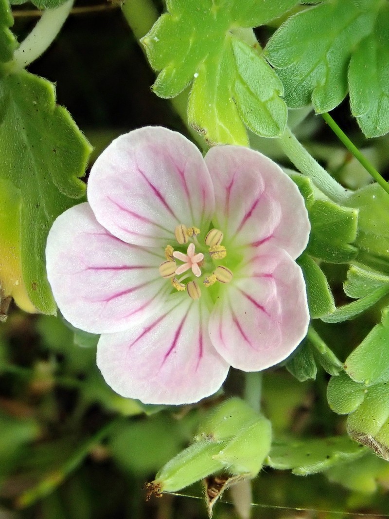 Cranesbill photo 4