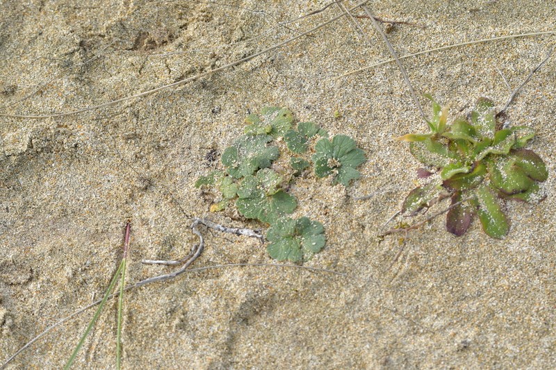 Cranesbill photo 5