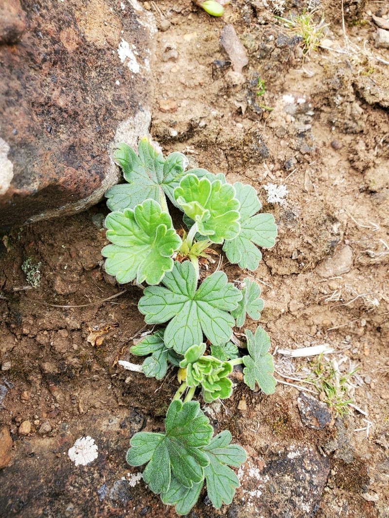 Cranesbill photo 6