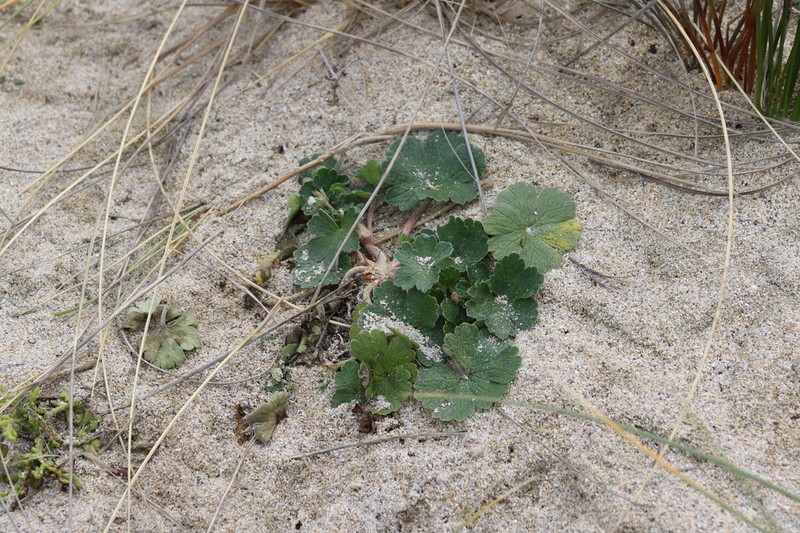 Cranesbill photo 8