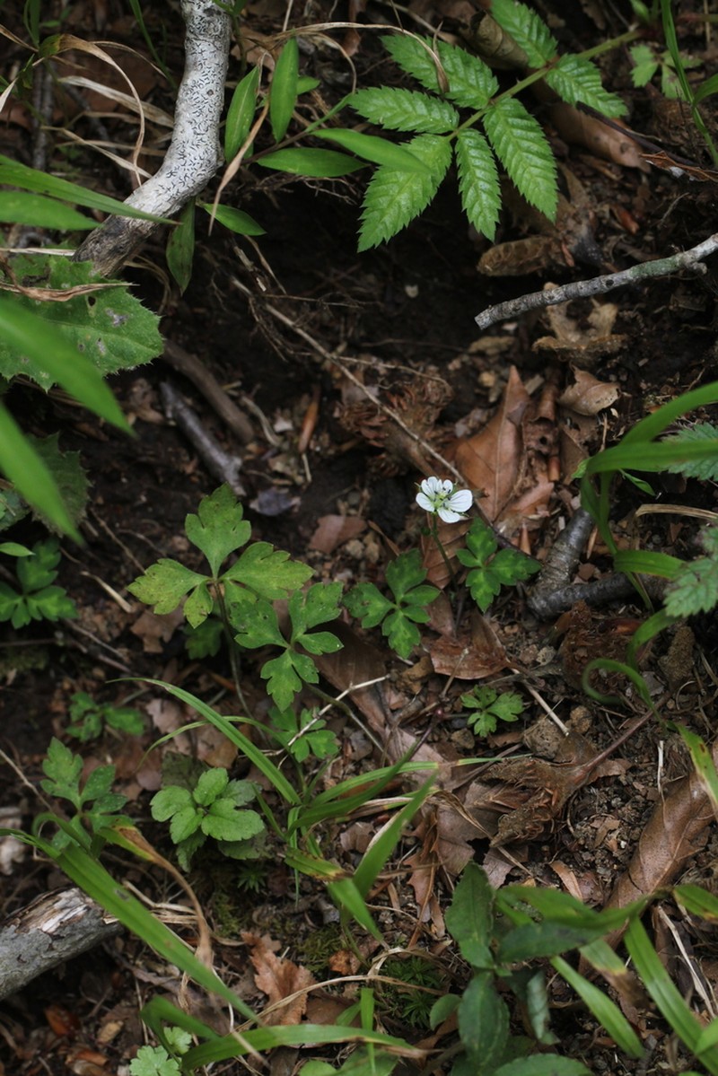 Geranium tripartitum photo 2