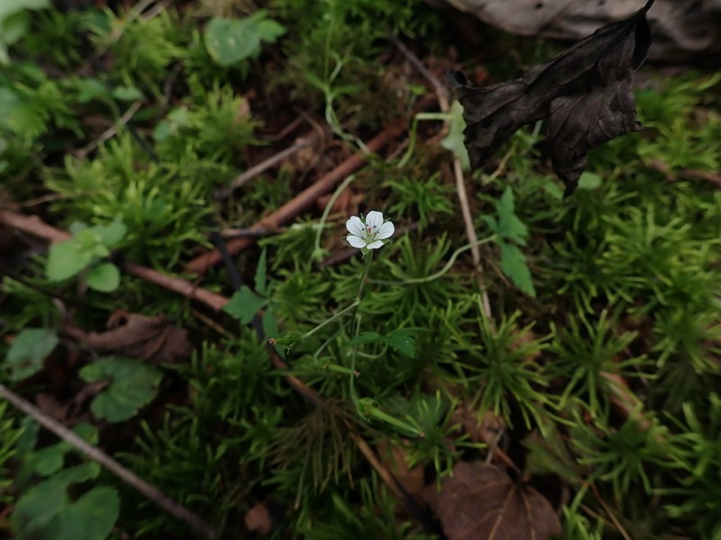 Geranium tripartitum photo 3