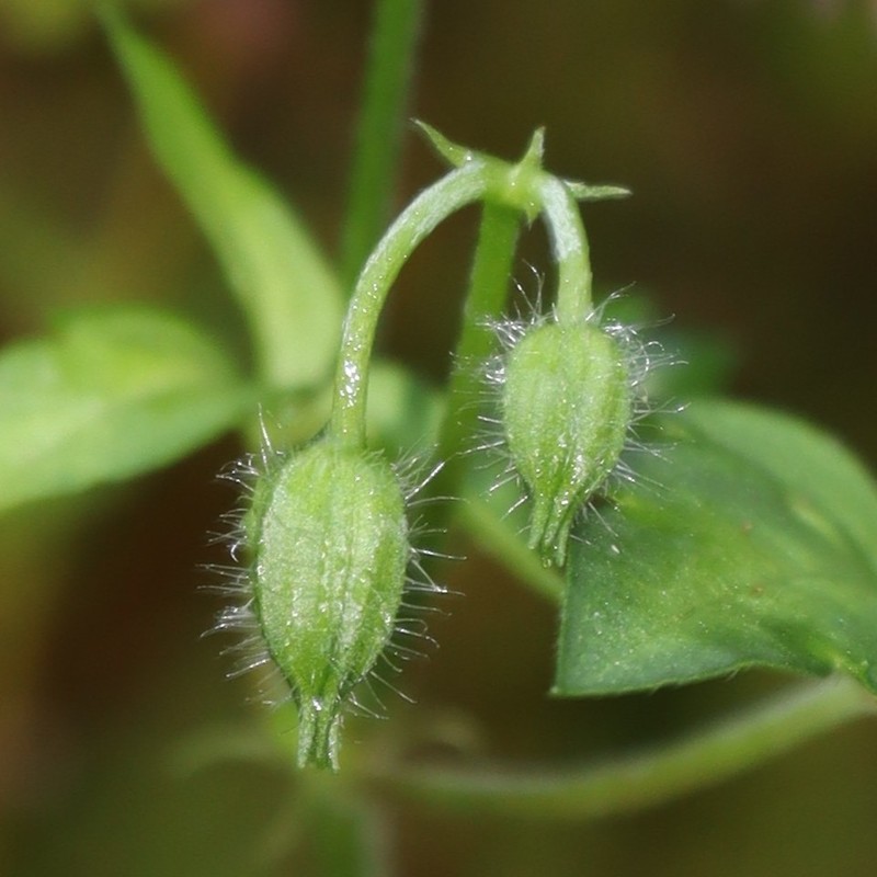 Geranium tripartitum