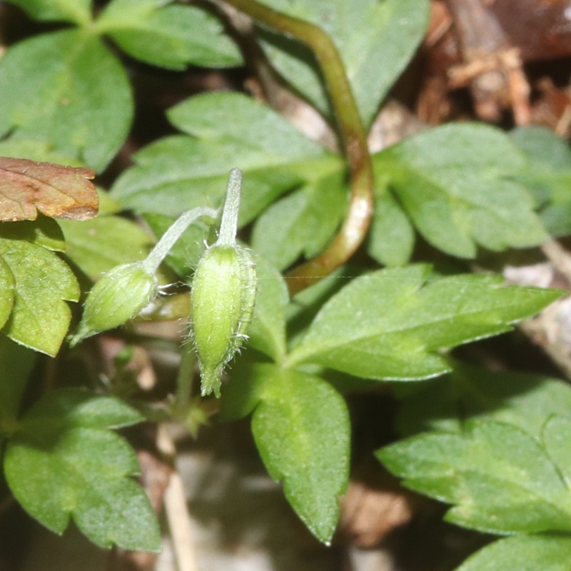 Geranium tripartitum photo 4