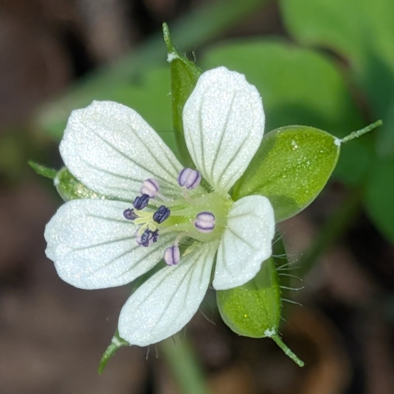 Geranium tripartitum photo 5