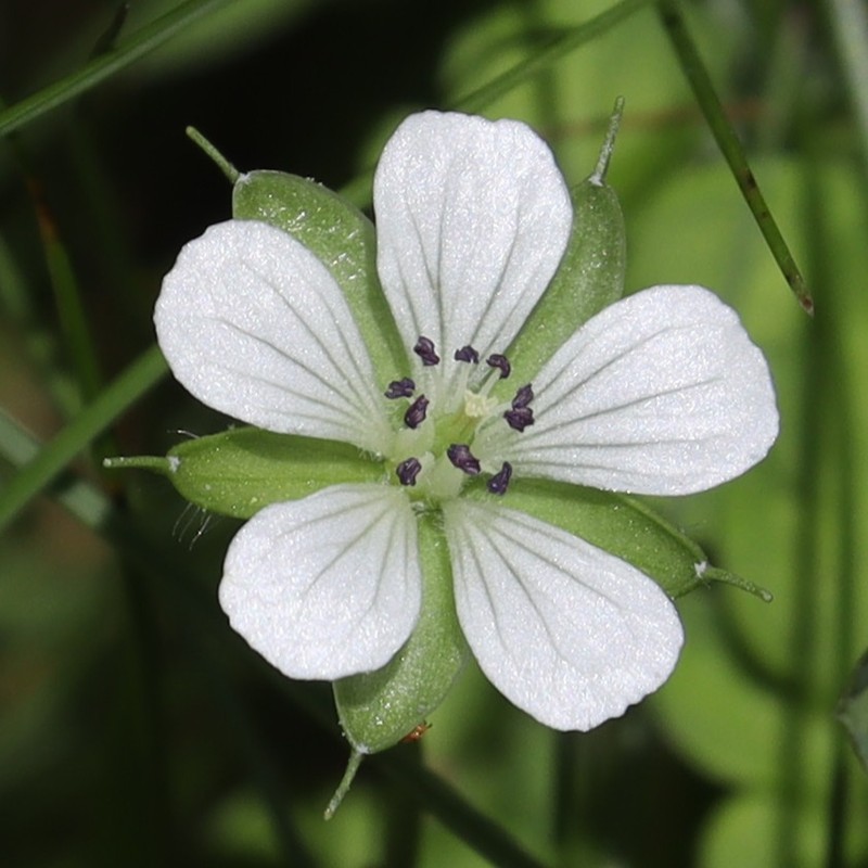Geranium tripartitum photo 6