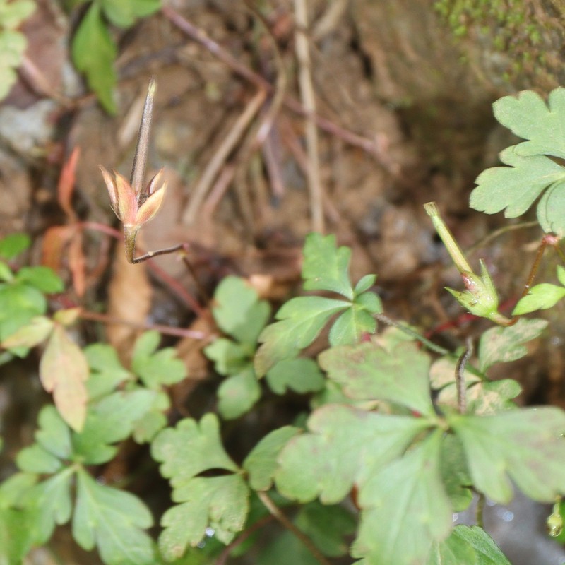 Geranium tripartitum photo 7