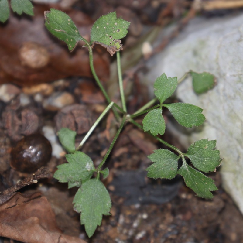 Geranium tripartitum photo 8