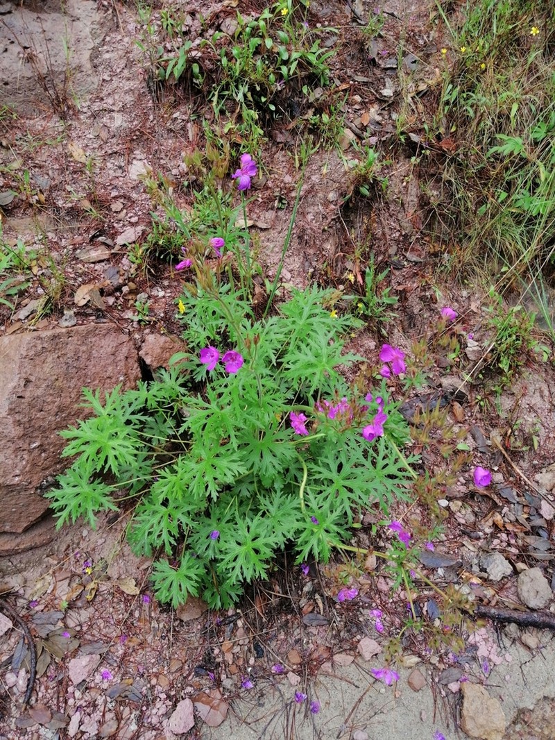 Geranium trolliifolium