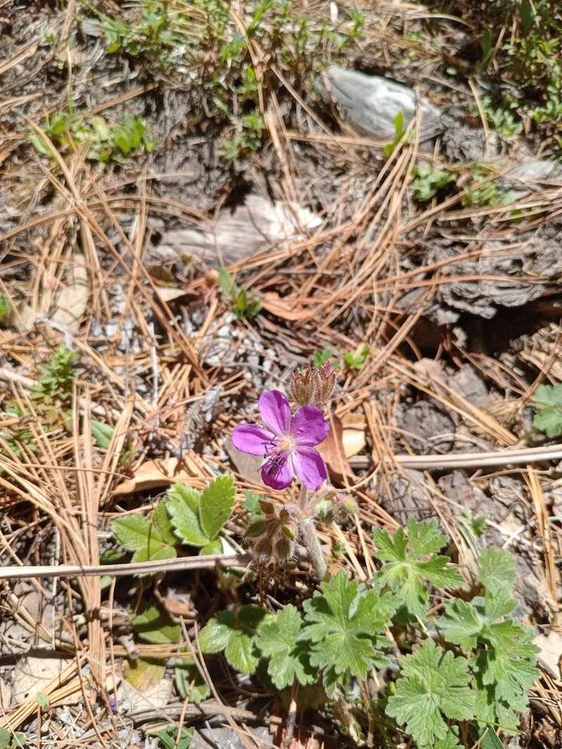 Geranium trolliifolium photo 2
