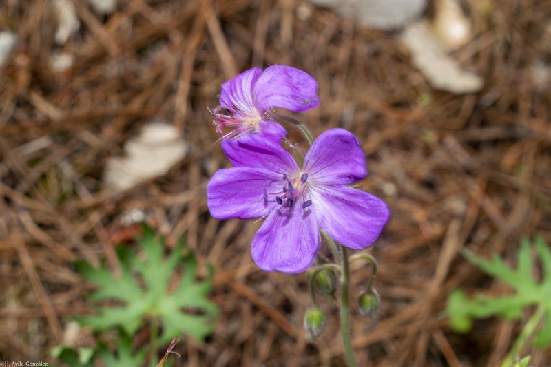 Geranium trolliifolium photo 3
