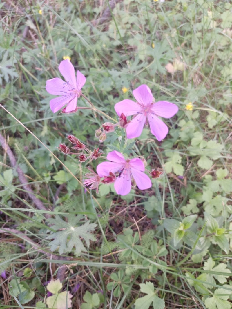 Geranium trolliifolium photo 4