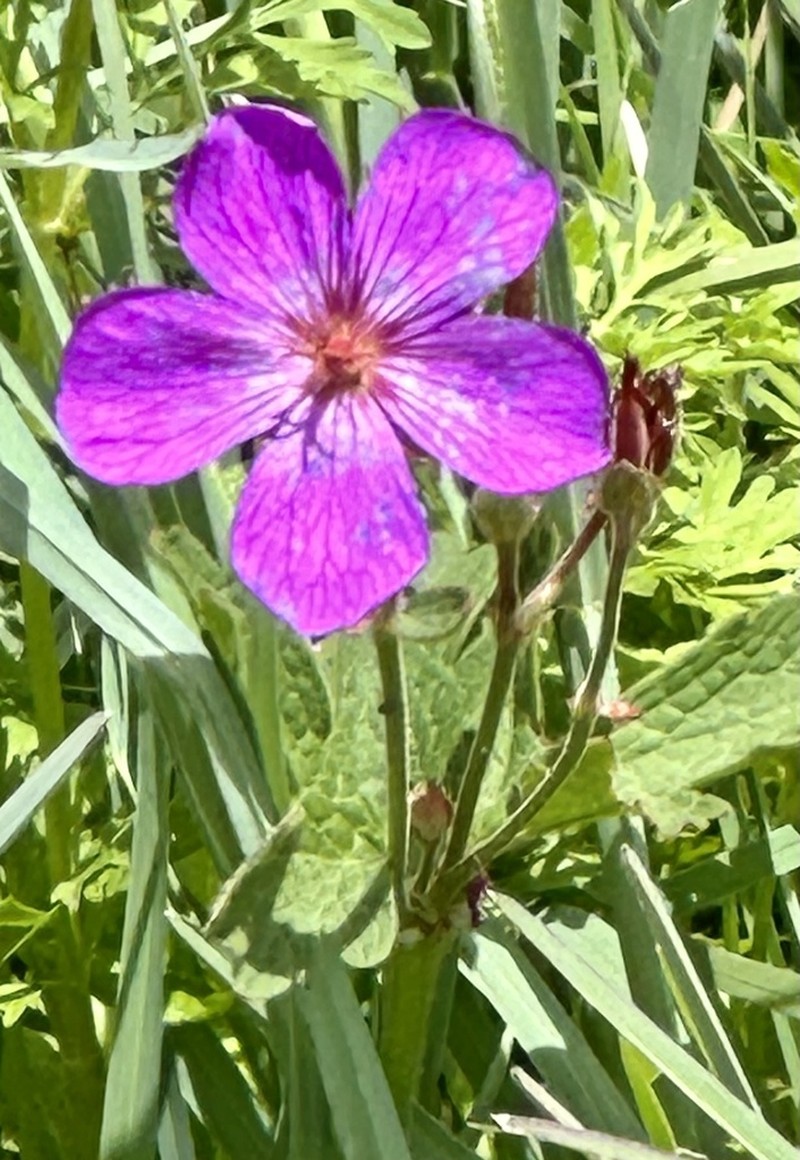 Geranium trolliifolium photo 5