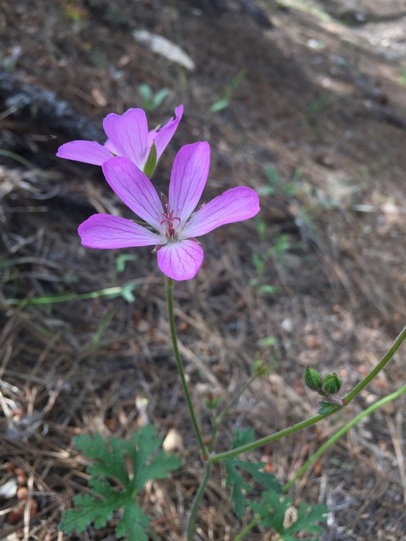 Geranium trolliifolium photo 6
