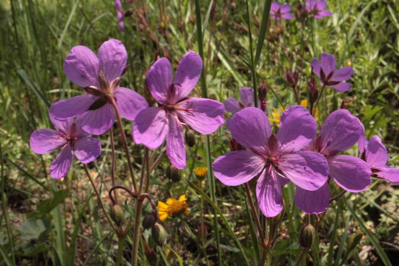 Geranium trolliifolium photo 7