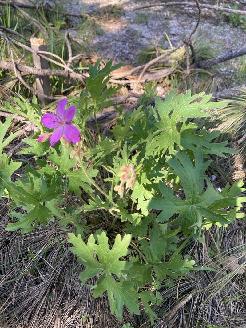 Geranium trolliifolium photo 8
